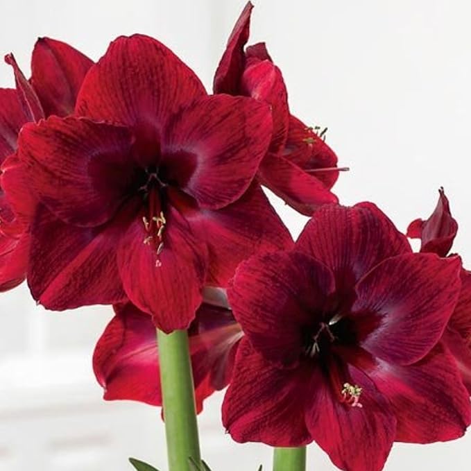 Amaryllis ‘Merengue’ Bulb – Exotic Hippeastrum Cybister Variety with Red Spider-Lily Style Petals | Rare Outdoor Amaryllis Flower Bulb, Easy-to-Grow Tropical Perennial for Garden Beds