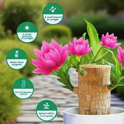 Lucky Wood Plant, Small Indoor Plant, Brazilian Wood Plants, About to Sprout, Office Desk Ornaments, Kitchen, Living Room, Home Decoration （Orange）