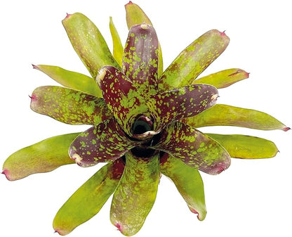 ragnaroc Live Plants – Bromeliad Neoregelia Fireball Aztec, 8-12", 4" - 1ct - Live Arrival Guaranteed - House Plants for Home Decor & Gift