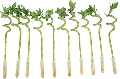 Costa Farms Lucky Bamboo Spiral Stalks (Pack of 10)