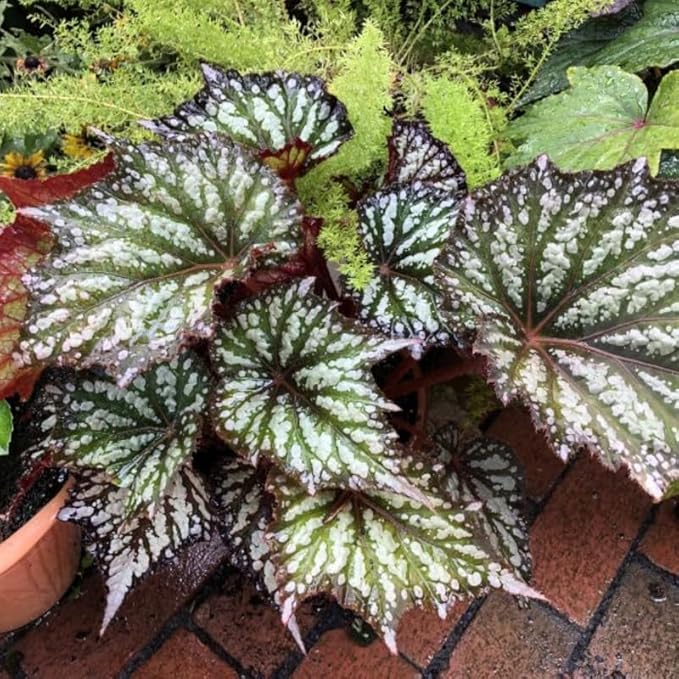 2 Begonia Live Plants Outdoor, Angel Wing Begonia Maculata Plants Live, 5-9" Tall, Ornamental Foliage Houseplant for Home or Office (Summer)