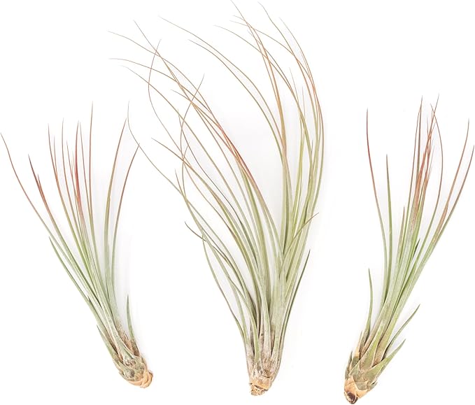 Red Colorful Tillandsia Air Plants - Long Lasting Color Enhanced Live Tillandsia Succulent House Plants - Home and Garden Decor - Easy Care Indoor/Outdoor Plants (Juncea, Single)