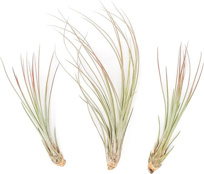 Red Colorful Tillandsia Air Plants - Long Lasting Color Enhanced Live Tillandsia Succulent House Plants - Home and Garden Decor - Easy Care Indoor/Outdoor Plants (Juncea, Single)