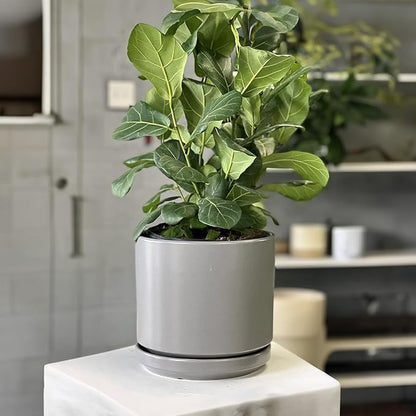 PLANTATOREM Ceramic 12 Inch Mid Modern Planter Pot with Drainage Hole and Saucer, Indoor Cylinder Round Flower Pot, Perfect for Planting Succulents, Herbs, Flowers, House Plants, Heather Grey