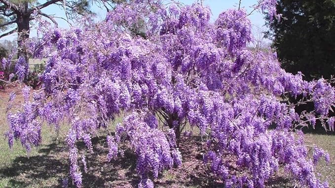 Purple Chinese Wisteria Tree - 6-12" Tall Seedling - 2.5" Pot - Live Plant - Wisteria sinensis