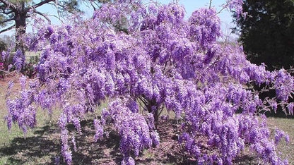 Purple Chinese Wisteria Tree - 6-12" Tall Seedling - 2.5" Pot - Live Plant - Wisteria sinensis