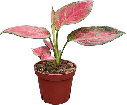 CoollectivePlants Aglaonema Richard – Aglaonema Live Plant in 4” Growers Pot | Chinese Evergreen Live Houseplant with Green & Cream Variegated Leaves | Easy Low Light Indoor Plant