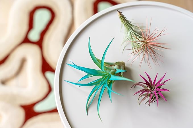 Lavender Colorful Tillandsia Air Plants - Long Lasting Color Enhanced Live Tillandsia Succulent House Plants - Home and Garden Decor - Easy Care Indoor and Outdoor Plants