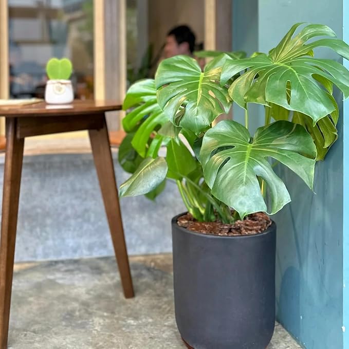 Monstera Deliciosa Plant Live, Swiss Cheese Plant, Split Leaf Indoor Plants Live Houseplants, 4 Inc Pot
