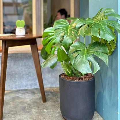 Monstera Deliciosa Plant Live, Swiss Cheese Plant, Split Leaf Indoor Plants Live Houseplants, 4 Inc Pot