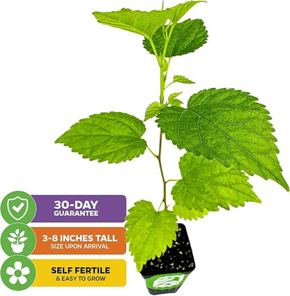 Dwarf Everbearing Black Mulberry Tree Live Plant – Morus nigra – Wellspring Gardens - Premium Fruit Tree for Indoor & Outdoor Planting – Ideal for Gardens, Patio, Landscaping, Bush & Berry Companion