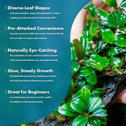 SubstrateSource Live Planted Decor - Bucephalandra Mix on Driftwood (Farmed) - Green Iridescent Aquatic Plants, Low to Medium Light, Foreground to Midground Tank Placement for Aquascaping - 3 Pack