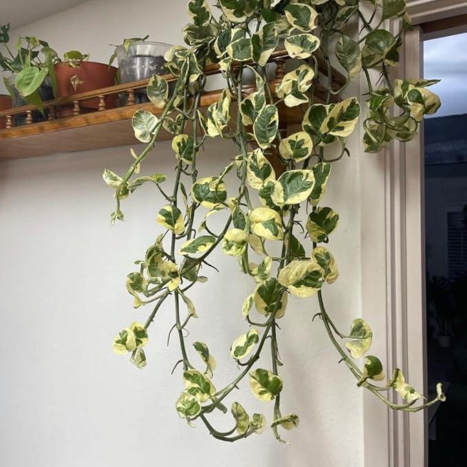 Live Pothos Plant, Pothos Live Plant from 5 to 7 Inc Tall, Houseplant Plant Gardening, 4 Inc Pot (Variegated)