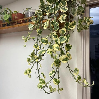 Live Pothos Plant, Pothos Live Plant from 5 to 7 Inc Tall, Houseplant Plant Gardening, 4 Inc Pot (Variegated)