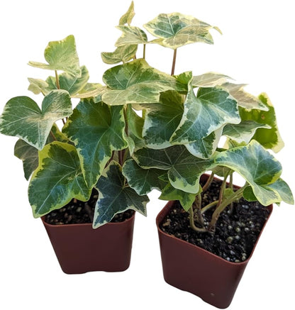 Gold Child English Ivy Plants, Set of 8, Hardy Groundcover, 2 1/4" Pot