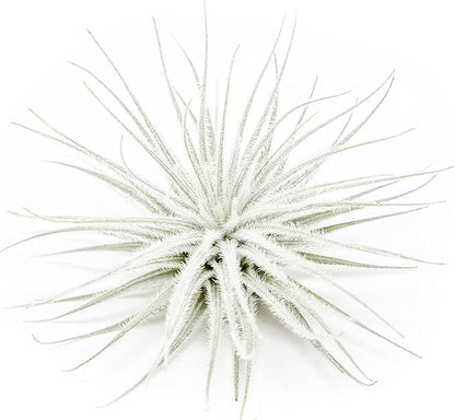3 PCs Large Tectorum Ecuador Air Plant - Live Tillandsia Succulent House Plants - Available in Wholesale and Bulk - Home and Garden Decor - Easy Care Indoor and Outdoor Plants