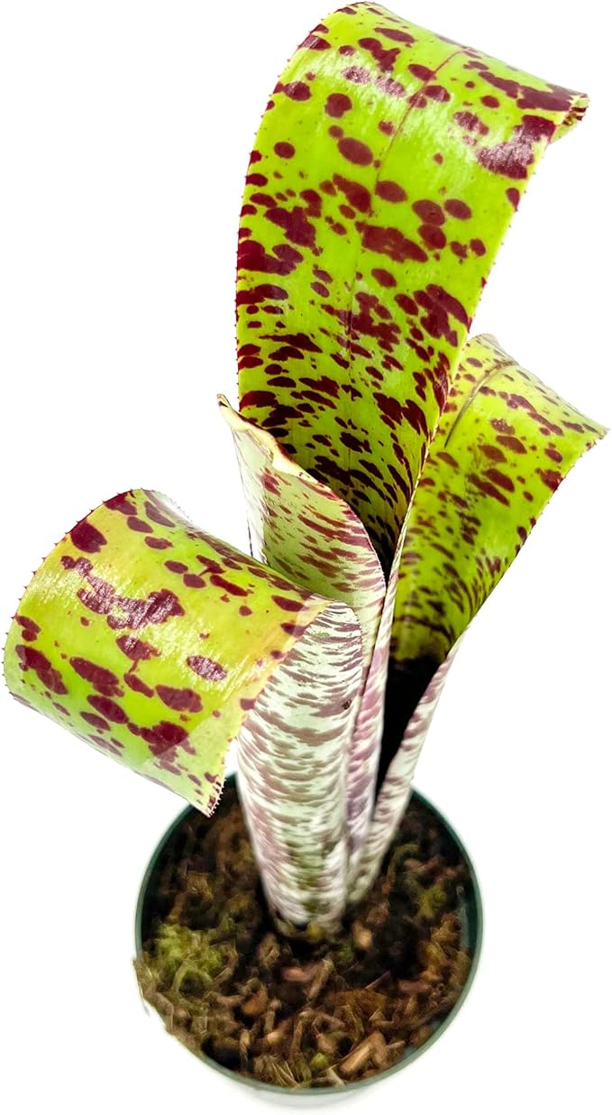 ragnaroc Live Plants – Bromeliad Billbergia Marmorata, 12" in 5" Pot - 1ct - Live Arrival Guaranteed - House Plants for Home Decor & Gift