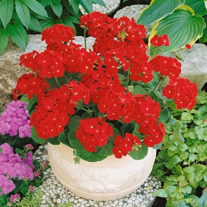 Park Seed Geranium Flowering Plant Seeds, Maverick Scarlet Variety with Large Red-Orange Blooms, Compact Annual Pelargonium for Summer Color, Pack of 100