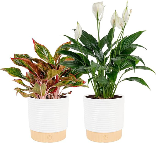 Costa Farms Live Indoor Houseplants (2 Pack) Peace Lily, Chinese Evergreen in Decor Planter Pot, Potting Soil Mix, Birthday, Housewarming Gift, 1 Foot Tall