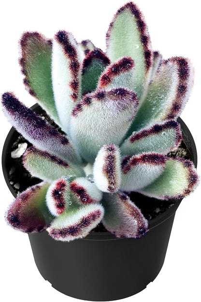 Sprout N Green Kalanchoe Tomentosa Daruma, Live Cactus Plant Fully Rooted in 4" Pots with Soil Mix, Houseplant for Indoor Outdoor Home Office Decor