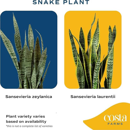 Costa Farms Snake Plant, Mother-in-Law's Tongue Live Plant in Decorative Pot, Large Easy to Maintain Indoor Succulent Houseplant Assorted Variety, Home, Room, or Office Décor, 12-20 Inches Tall