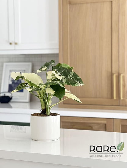 Nature's Way Farms, Alocasia Dawn Variegated, Rare Plant Collection, Live Plant (18-24 in. Tall) in Grower Pot