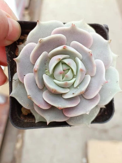 Sprout N Green 2in Echeveria Lola, 1 Pack Live Mini Succulent Plant Fully Rooted in Pot, Real House Plant for Indoor Outdoor Home Office Wedding Decoration DIY Projects Party Favor