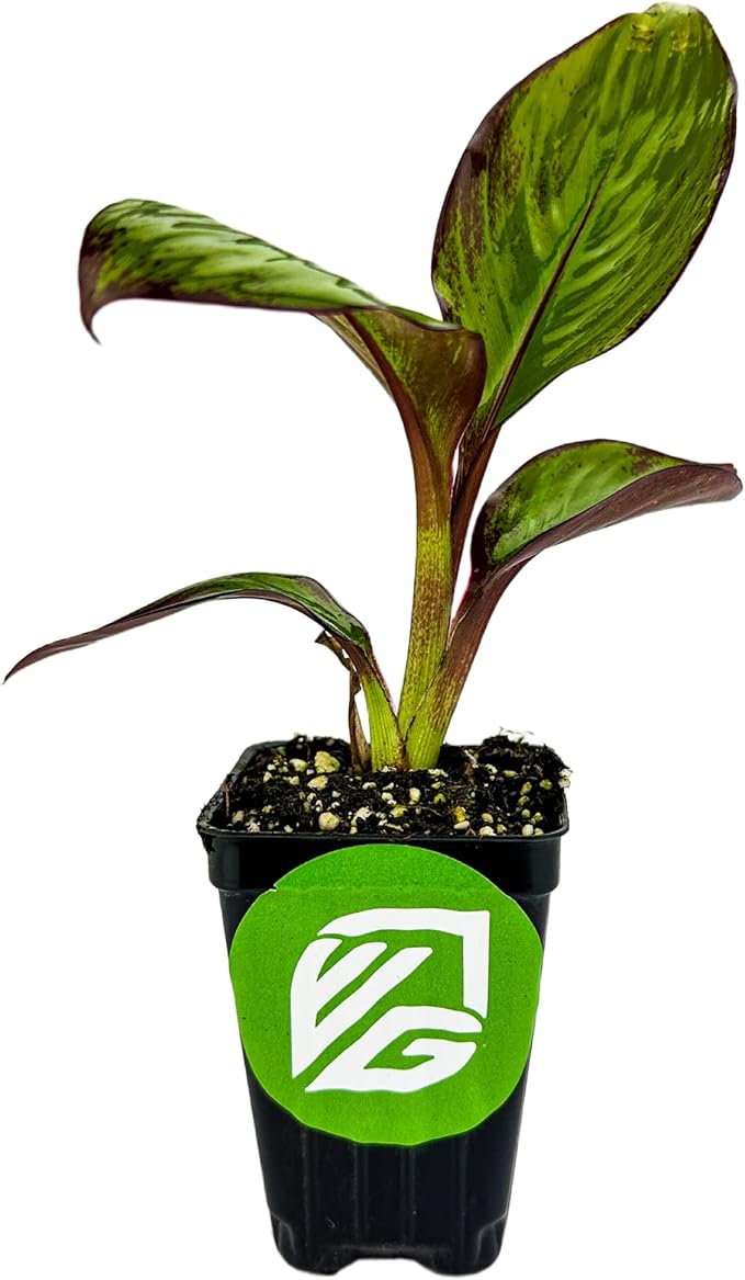 Red Abyssinian Banana Live Plant - Ensete ventricosum maurelii - Wellspring Gardens - Easy to Grow Starter Plants Great for Nature Lovers & Gardeners - Outdoor Planting in Home, Garden, Patio & Yard