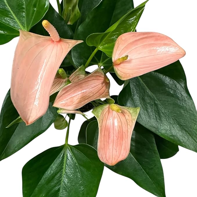 Pink Matata Anthurium (12"-14" Tall) Unique and Gorgeous Live Indoor Plant, Easy Care and Easy to Grow, Bloom Plant, 4 inch Pot (Jolie Peach)