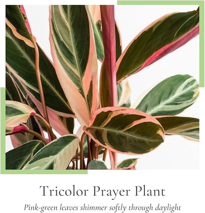 Tricolor Prayer Live Plant, Perennial Plant 4-8 Inches, Indoor Tricolor Prayer Plant Live for Garden, Foliage Starter Houseplant