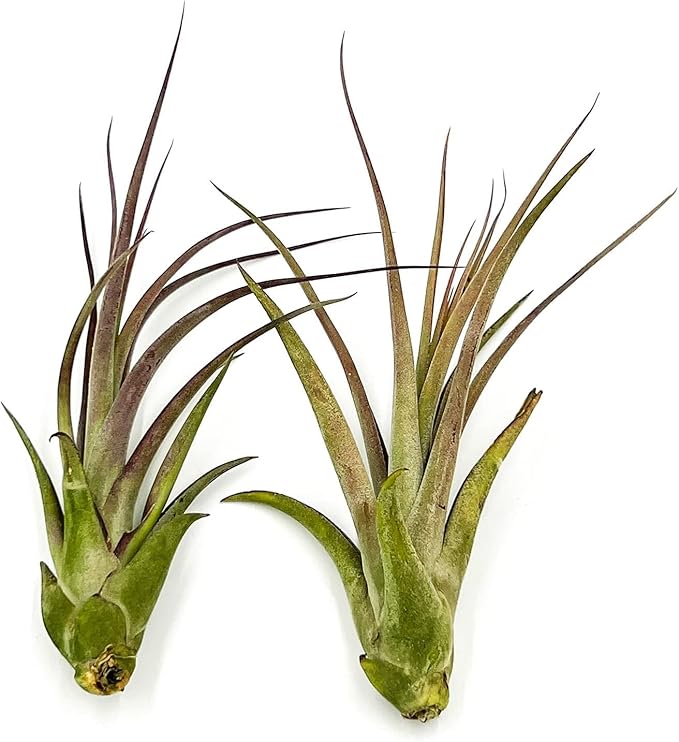 ragnaroc Live Air Plant – Tillandsia Capiput, Jumbo 6-9” - 1ct - Live Arrival Guaranteed - House Plants for Home Decor & Gift