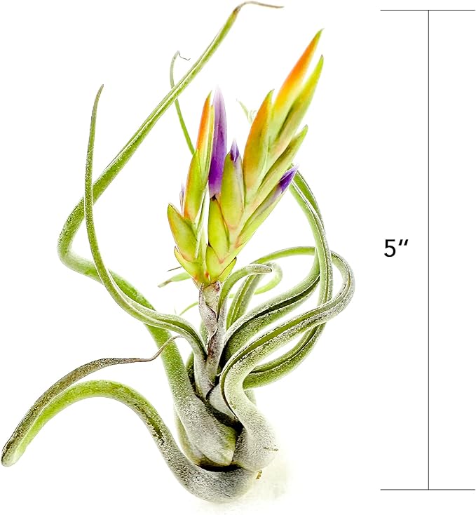 ragnaroc Air Plants - Flowering Tillandsia Caput Medusae, Large 5-7" - 5ct - Live Arrival Guaranteed - House Plants for Home Decor & Gift