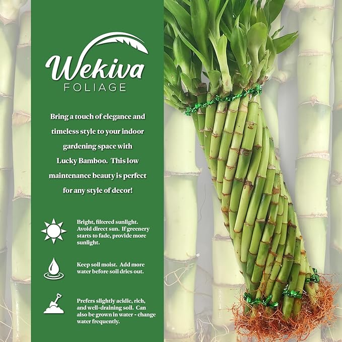 Lucky Mini Bamboo - Live Starter Plant in a 2 Inch Growers Pot - Dracaena Sanderiana - Feng-Shui Zen Garden Houseplants