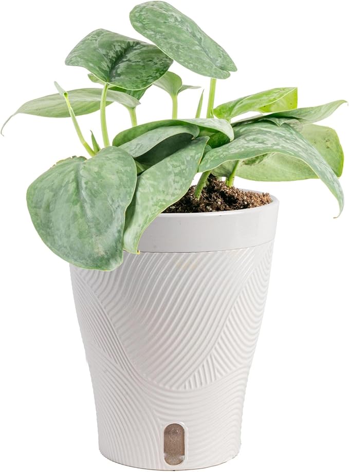 Costa Farms Scindapsus Platinum Java Live Plant in Self Watering Pot, Indoor Houseplant, Perfect for Home, Room, or Office Decor, Great House Warming or Birthday Gift, 9-12 Inches Tall