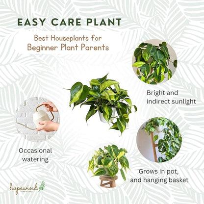Hopewind Plnats Shop - Philodendron hederaceum Brasil, Rare Variety, Live Indoor Plant, 4 inch Pot