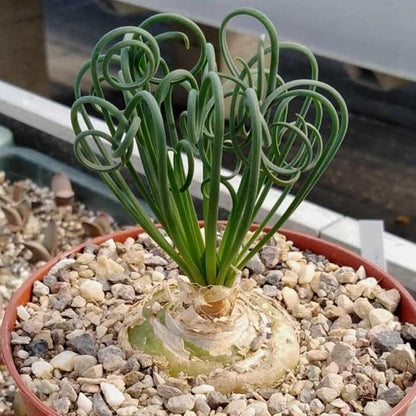 Albuca Live Plant in 4” Pot, Frizzle Sizzle Succulent, Curly Leaf Albuca Plant for Indoor Growing