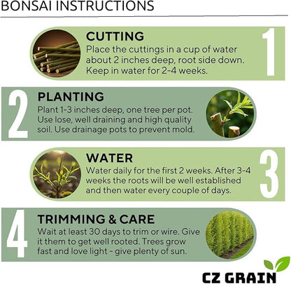 Dwarf Weeping Willow Bonsai Tree Cutting to Grow – Live Indoor Plant for Home & Office Décor | Hand-Trained Miniature Tree with Elegant Cascading Branches - Bonsai Material