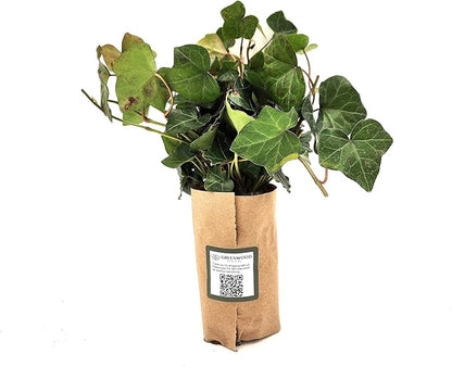 Greenwood Nursery: Live Ground-Cover Plants - English Ivy + Hedera Helix - [Qty: 200 Bare Roots] - (Click for Other Available Plants/Quantities)