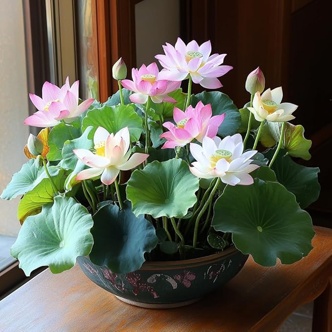 25 Lotus Seeds for Planting in Water Bowl, Non-GMO Mixed Lotus Seeds, 80%+ Germination Rate Water Lilly Seeds, Beautiful Water Plants for Home, Garden, Indoor and Outdoor