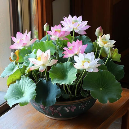 25 Lotus Seeds for Planting in Water Bowl, Non-GMO Mixed Lotus Seeds, 80%+ Germination Rate Water Lilly Seeds, Beautiful Water Plants for Home, Garden, Indoor and Outdoor