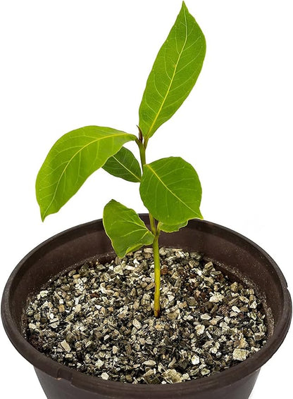 Horticultural Organic Vermiculite by GARDENERA - (Made in Ukraine) - Medium Grade - Natural Soil Additive for Potted Plants, Orchids, Hydroponics, Terrariums (2 Quart)
