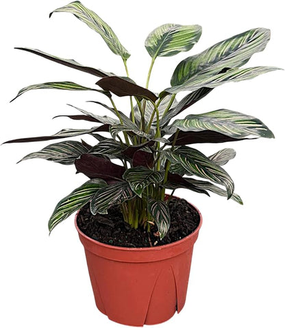 Calathea Beauty Star | Live Plant in a 4 Inch Growers Pot, Live Indoor, Easy to Grow, Easy to Care, and Low Maintenance Houseplant (6" Pot)