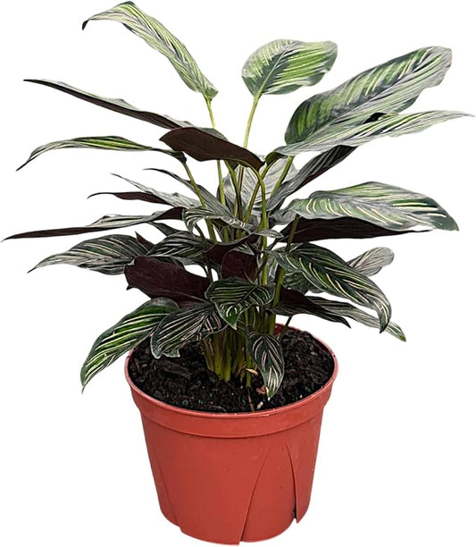 Calathea Beauty Star | Live Plant in a 4 Inch Growers Pot, Live Indoor, Easy to Grow, Easy to Care, and Low Maintenance Houseplant (6" Pot)