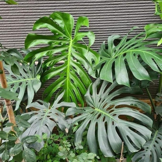 Live Monstera Deliciosa Plant, Swiss Cheese Philodendron House Plants, 4 Inch Pot for Planting