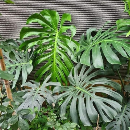Live Monstera Deliciosa Plant, Swiss Cheese Philodendron House Plants, 4 Inch Pot for Planting
