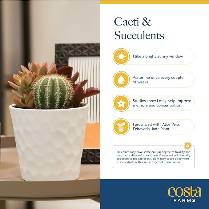 Costa Farms Cactus Live Plants in Plastic Post, Easy to Maintain Succulent Indoor Houseplant, Home, Room, or Office Decor, Great House Warming or Birthday Gift, 4-8 Inches Tall, Pack of 3