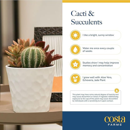Costa Farms Cactus Live Plants in Plastic Post, Easy to Maintain Succulent Indoor Houseplant, Home, Room, or Office Decor, Great House Warming or Birthday Gift, 4-8 Inches Tall, Pack of 3
