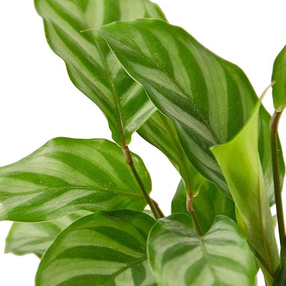 Calathea Coincinna Freddie Live Plant for Indoor | Different Houseplants in 4'' & 6'' Pot | Real House Plant for Living Room, Office, Desk & Bathroom | Peacock Plant | Zebra Plant