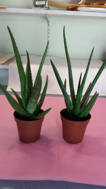 jmbamboo-Two Healthy Strong Aloe Vera-with-moss Plants 8 Inches Tall with Strong Roots.