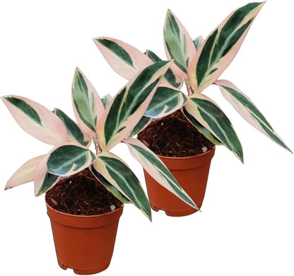 CoollectivePlants Stromanthe Triostar – 2 Live Plants in 2″ Growers Pot | Stromanthe Triostar Live Plant - Easy Care Low Maintenance Indoor Houseplants